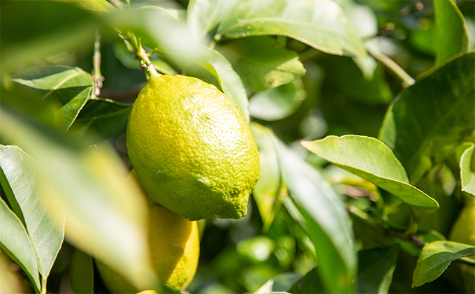 コシノジュンコ　小豆島産オリーブレモンドレッシング　2本セット