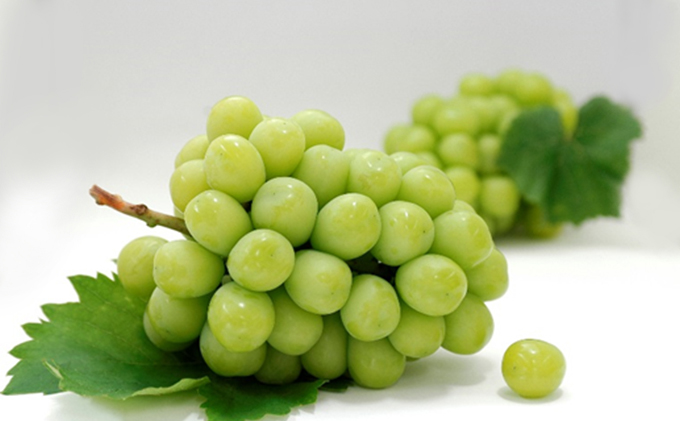 【 小豆島 】島育ち！ハウスシャインマスカット　1房化粧箱入り 600g以上