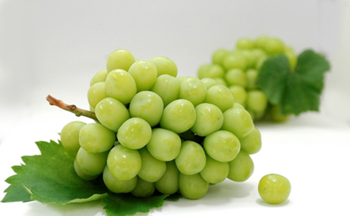 【 小豆島 】島育ち！ハウスシャインマスカット　2房入り 約1.1kg