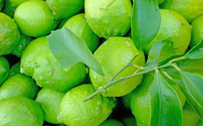 【 小豆島 】豊島グリーンレモン2.5キロ【10月下旬発送開始】