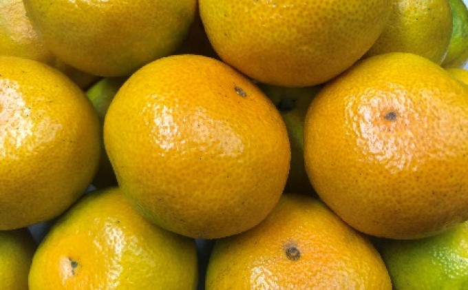 【 小豆島 】小豆島 ゆら早生みかん 約5kg みかん 蜜柑 ミカン ゆら早生 フルーツ 果物 くだもの 国産 香川 香川県 土庄 土庄町