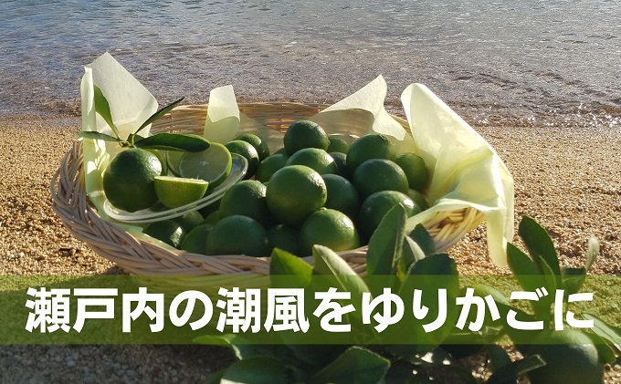 【 小豆島 】 瀬戸内産 豊島ライム 約5kg 柑橘 爽やか 豊島 瀬戸内 香川 香川県 土庄 土庄町
