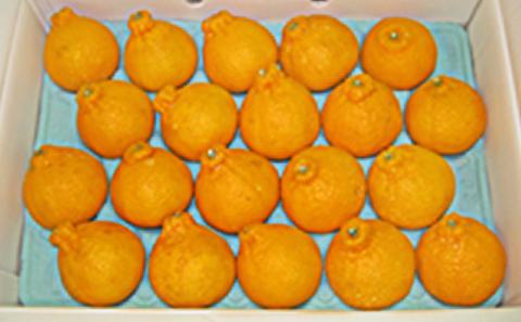 【 小豆島 】小豆島 ハウスデコポン 約5kg みかん 柑橘類 果物類 フルーツ