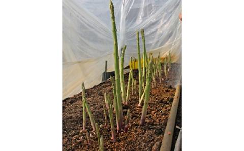 【 小豆島 】香川のアスパラ【さぬきのめざめ】春芽 約1kg アスパラガス 野菜