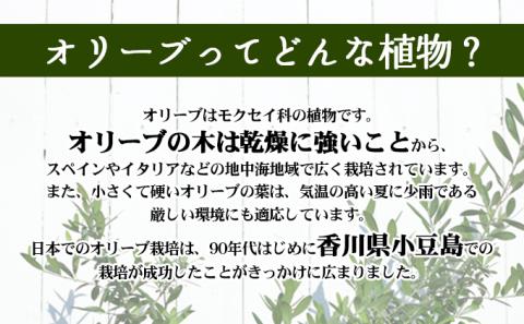 【 小豆島 】小豆島のオリーブ苗木　2本セット　（特大）