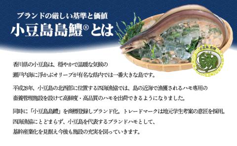 【 小豆島 】テレビで紹介されました！『小豆島島鱧』活け締め骨切り瞬間冷凍 新鮮 海の幸 ハモ