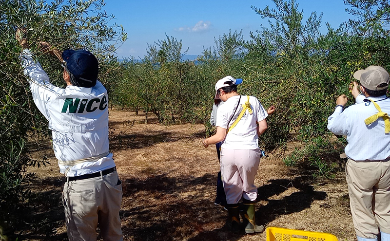 オリーブオイル 小豆島の恵み 100％小豆島産 手摘み エキストラバージンオリーブオイル 85g×1本：ルッカ