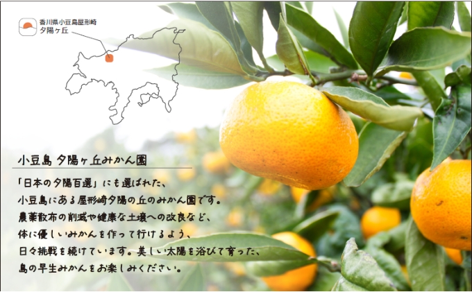 【 小豆島 】小豆島夕陽ヶ丘 みかん 10kg S～Lサイズ おまかせ 早生みかん 早生 蜜柑 ミカン 柑橘 香川 香川県 土庄 土庄町