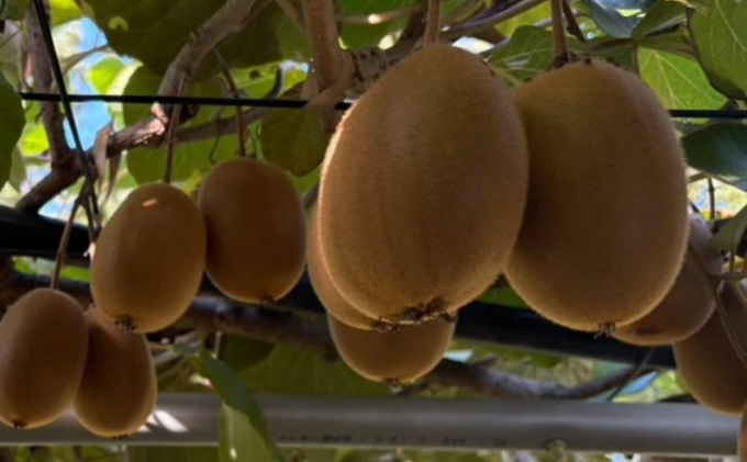 キウイ さぬきエメラルドキウイ 約1kg 果物 フルーツ