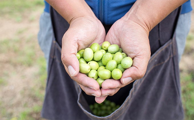 小豆島産 新漬けオリーブ　6袋セット 漬物 発酵食品 2026年1月中旬以降発送