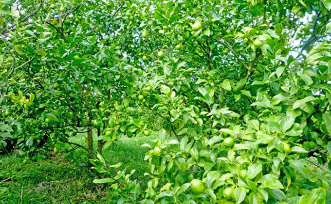 【 小豆島 】豊島グリーンレモン2.5キロ【10月下旬発送開始】