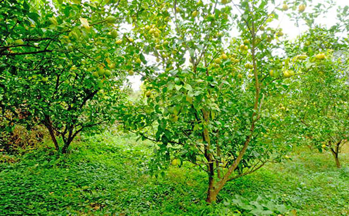 【 小豆島 】豊島レモン2.5キロ【12月上旬発送開始】