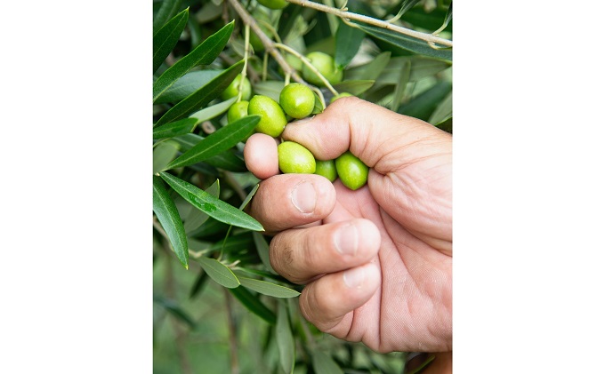 小豆島産　新漬けオリーブ　4袋セット 加工食品 野菜加工品 缶詰 オリーブ塩漬け 2026年1月中旬以降発送