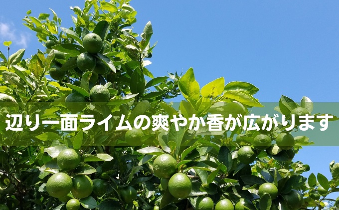 【 小豆島 】 瀬戸内産 豊島ライム 約2kg 柑橘 爽やか 豊島 瀬戸内 香川 香川県 土庄 土庄町