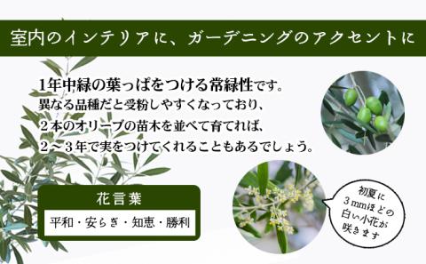 【 小豆島 】小豆島のオリーブ苗木　2本セット（大）