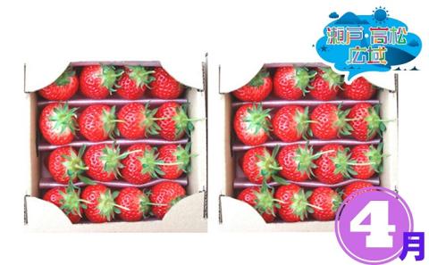 【 小豆島 】「瀬戸・たかまつネットワーク」いちご食べ比べ3ヵ月定期便