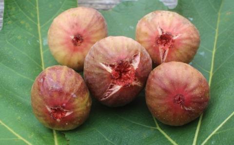 【 小豆島 】 ドライ イチジク 3袋 セット 自然豊かな豊島で育ったイチジクをドライにしました 乾燥 ドライフルーツ いちじく 瀬戸内海 豊島 香川 香川県 土庄 土庄町