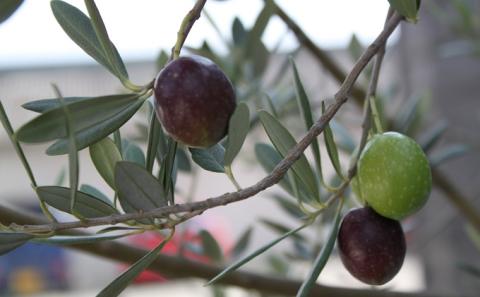 〈オーズファーム〉小豆島産 エキストラバージンオリーブオイル（100g×2）