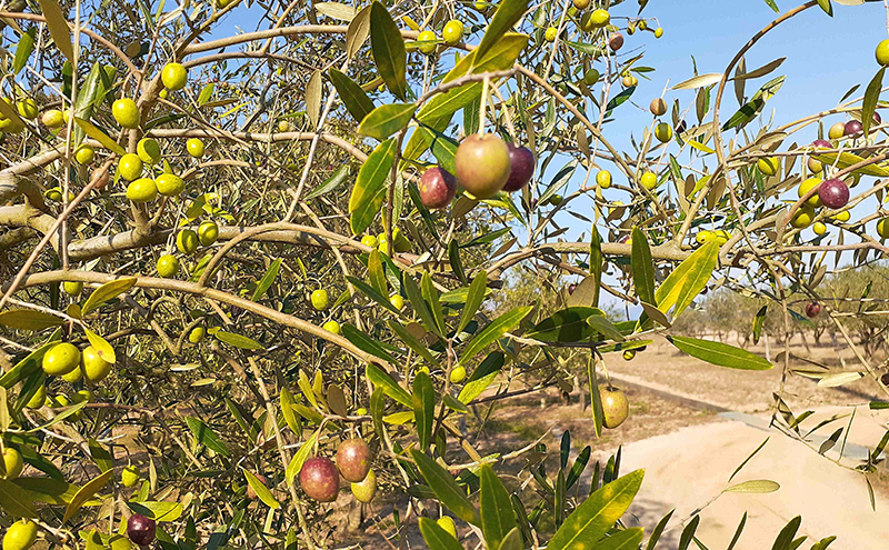オリーブオイル 小豆島の恵み 100％小豆島産 手摘み エキストラバージンオリーブオイル 85g×1本：ルッカ