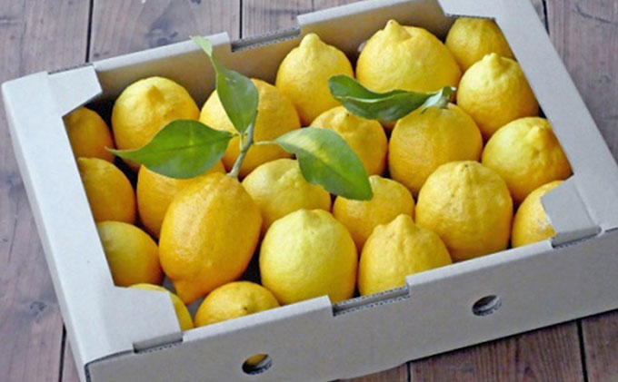 【 小豆島 】豊島レモン2.5キロ【12月上旬発送開始】