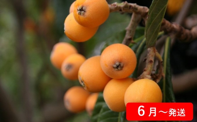 【 小豆島 】【4回お届け】土庄町 季節の果物 定期便 フルーツ 果物 季節 旬 キウイ キウイフルーツ 香緑 いちご 苺 イチゴ 女峰 びわ 茂木びわ みかん 蜜柑 ミカン 温州みかん くだもの 国産 香川 香川県 土庄 土庄町