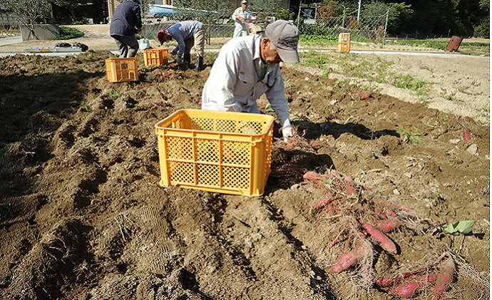 【 小豆島 】小豆島のさつまいも【 紅あずま 約5kg 】 さつまいも サツマイモ 芋 いも イモ 野菜 甘い おやつ 軽食 5kg 国産 香川 香川県 土庄 土庄町
