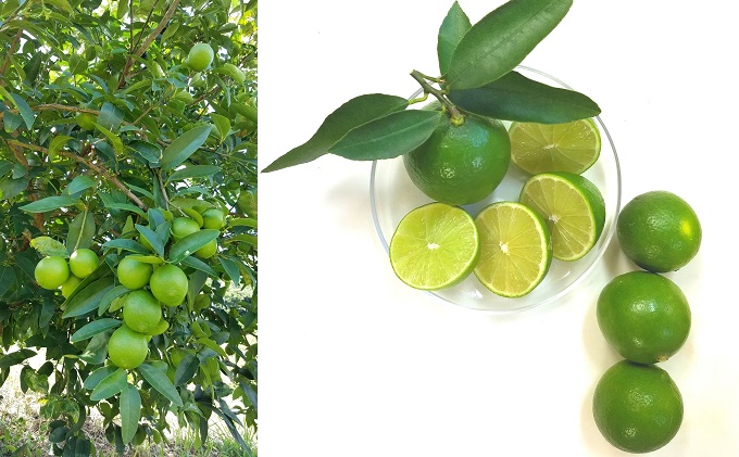 【 小豆島 】 瀬戸内産 豊島ライム 約2kg 柑橘 爽やか 豊島 瀬戸内 香川 香川県 土庄 土庄町