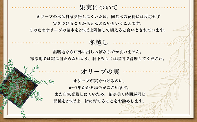 【 小豆島 】 オリーブ苗木 （４号ポット）1本 植物 観葉植物 オリーブ 苗木 インテリア 香川 香川県 土庄 土庄町