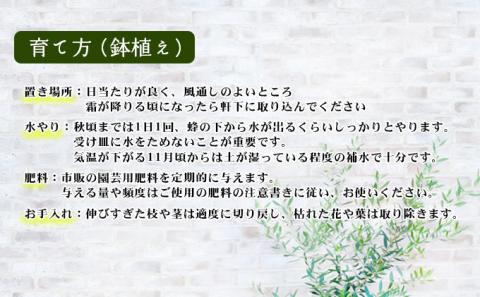 【 小豆島 】小豆島のオリーブ苗木　2本セット　（特大）