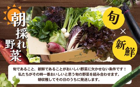 【 小豆島 】 瀬戸内 小豆島そだちの旬野菜 セット 農家直送 野菜 やさい 旬 旬野菜 新鮮 詰め合わせ 直送 国産 小豆島産 香川 香川県 土庄 土庄町