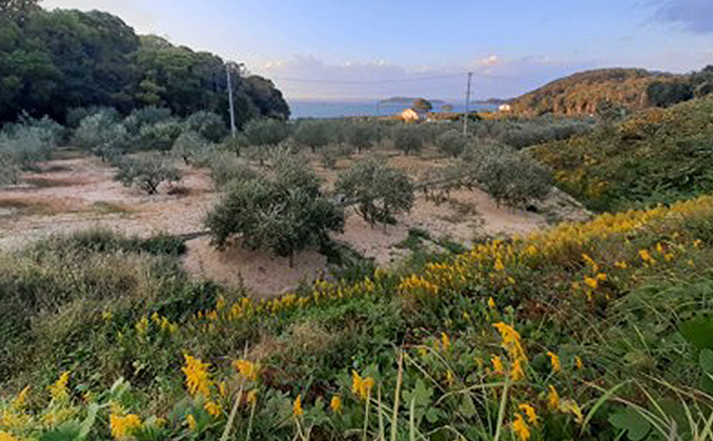 オリーブオイル 小豆島の恵み 100％小豆島産 手摘み エキストラバージンオリーブオイル 85g×1本：ブレンド