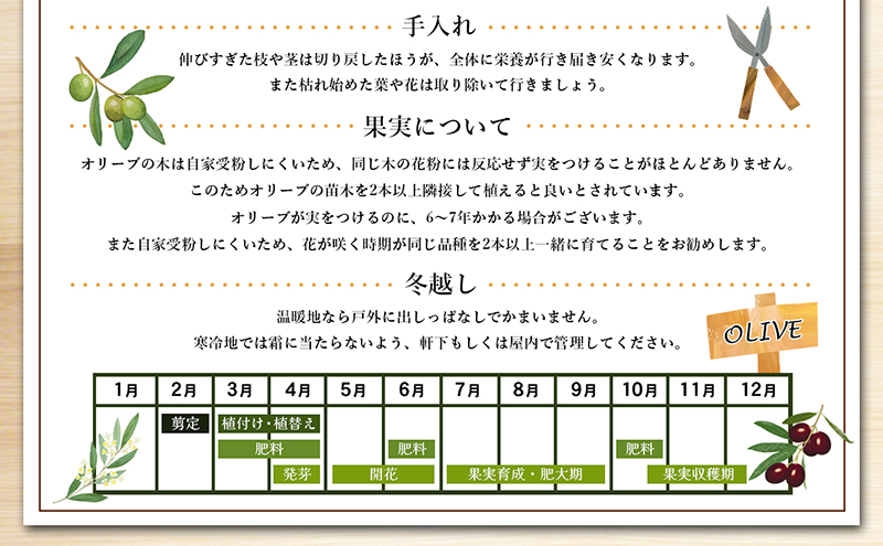 【 小豆島 】小豆島で育ったオリーブ苗木！ご自宅やお店のシンボルツリーにどうぞ！ 植物 観葉植物 オリーブ 苗木 インテリア シンボルツリー オリーブ苗木 香川 香川県 土庄 土庄町
