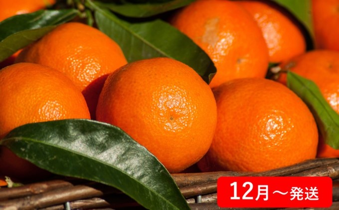 【 小豆島 】【4回お届け】土庄町 季節の果物 定期便 フルーツ 果物 季節 旬 キウイ キウイフルーツ 香緑 いちご 苺 イチゴ 女峰 びわ 茂木びわ みかん 蜜柑 ミカン 温州みかん くだもの 国産 香川 香川県 土庄 土庄町