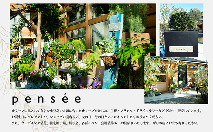 【 小豆島 】 オリーブ苗木 （４号ポット）1本 植物 観葉植物 オリーブ 苗木 インテリア 香川 香川県 土庄 土庄町