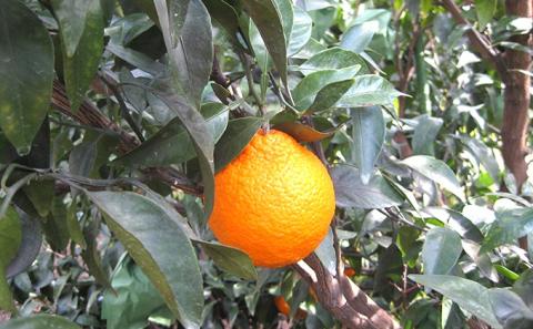 【 小豆島 】小豆島　不知火　約5kg 果物類 みかん 柑橘類 フルーツ