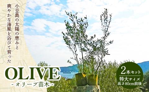 【 小豆島 】小豆島のオリーブ苗木　2本セット　（特大）
