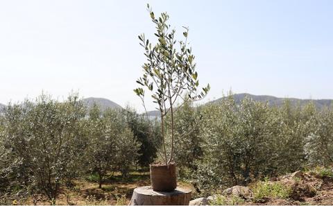 【 小豆島 】小豆島の オリーブ 苗木（特大）