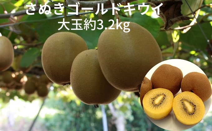 さぬきゴールドキウイ　大玉約3.2kg 果物詰合せ フルーツ