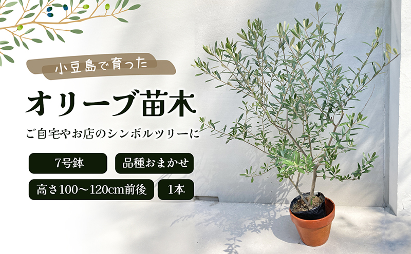 【 小豆島 】小豆島で育ったオリーブ苗木！ご自宅やお店のシンボルツリーにどうぞ！ 植物 観葉植物 オリーブ 苗木 インテリア シンボルツリー オリーブ苗木 香川 香川県 土庄 土庄町