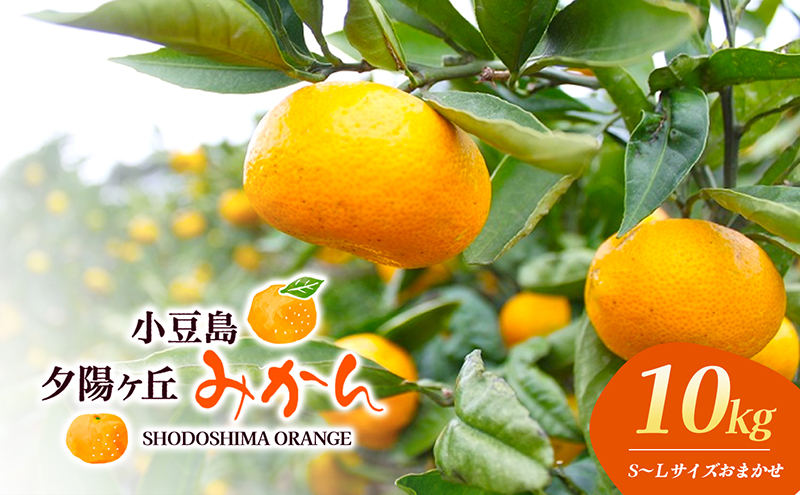 【 小豆島 】小豆島夕陽ヶ丘 みかん 10kg S～Lサイズ おまかせ 早生みかん 早生 蜜柑 ミカン 柑橘 香川 香川県 土庄 土庄町