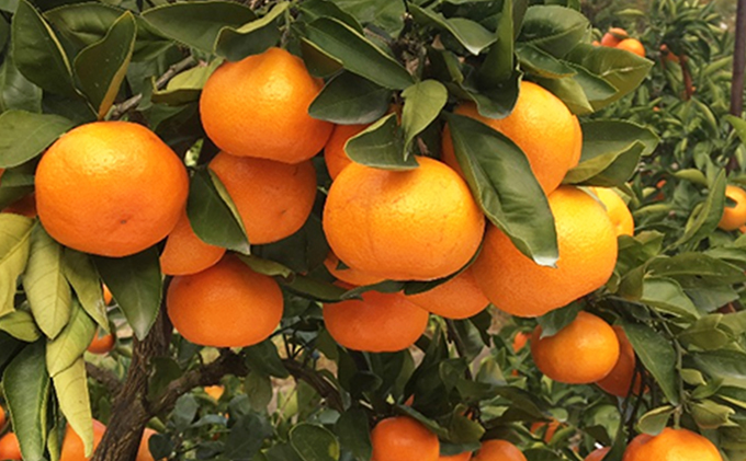 【 小豆島 】小豆島 みかん 約5kg　 果物類 柑橘類 フルーツ ミカン 蜜柑