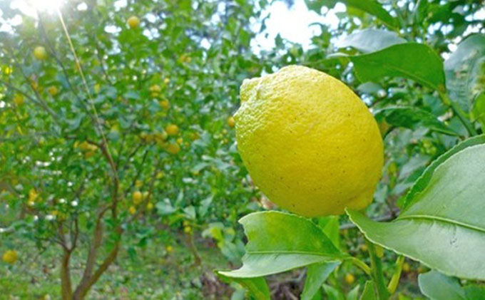 【 小豆島 】豊島レモン2.5キロ【12月上旬発送開始】