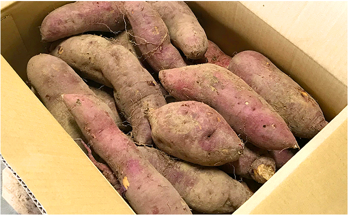 【 小豆島 】小豆島のさつまいも【 紅あずま 約5kg 】 さつまいも サツマイモ 芋 いも イモ 野菜 甘い おやつ 軽食 5kg 国産 香川 香川県 土庄 土庄町