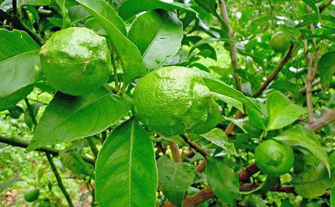 [ 小豆島 ]豊島グリーンレモン2.5キロ[10月下旬発送開始]