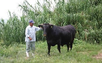 小豆島オリーブ牛サーロインステーキ