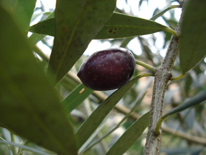 【ギフト用】エキストラバージンオリーブオイル OX-3（180g×3本）スペイン産