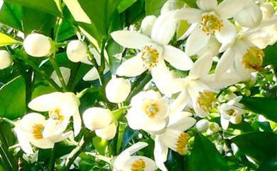 【数量限定】香美KOUMI エキストラバージンオリーブオイル美容液