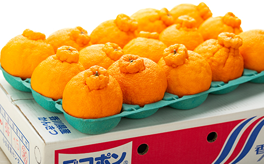 不知火 (しらぬひ) 約5kg  みかん 柑橘 フルーツ 果物 くだもの 柑橘 青果 人気 小豆島