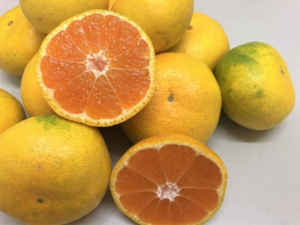 小豆島 由良早生みかん 3kg×2箱 (計6kg） 柑橘 フルーツ 果物 くだもの 柑橘 青果 人気