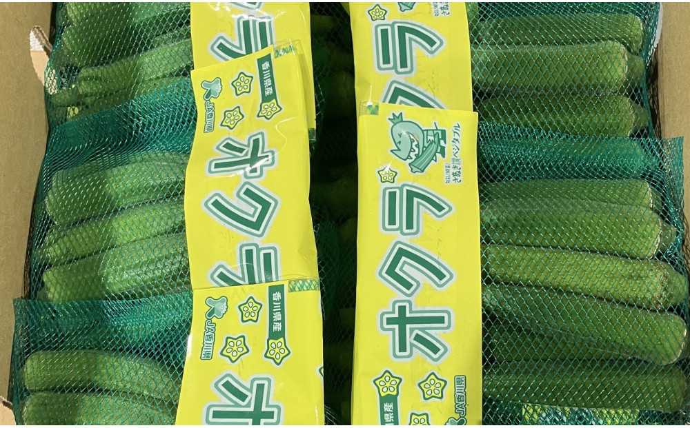 【2026発送】オクラ　約2.1kg